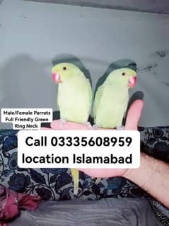 Single 5000 Fixed Final Hand Tamed Green Ring Neck Male/Female Parrots