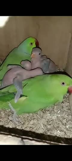 Green Ring parrots breeder pair