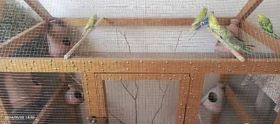 Australian parrots 5 pairs+ cage 4*2*4.5