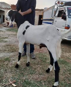 islamabad organic goat farm
