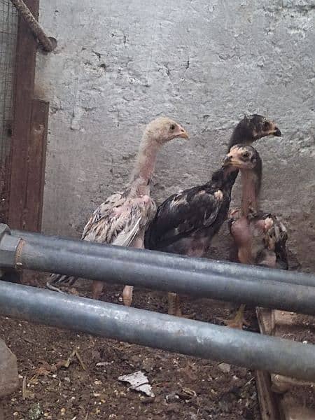 King shamo high quality chicks for sale 2