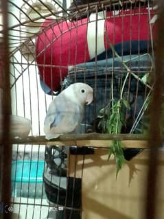 One male lovebird available