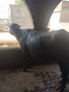 Jhothi For sale weight 200kg