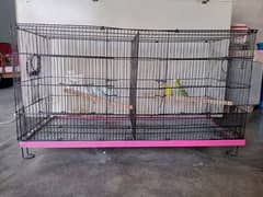 budgie with cage