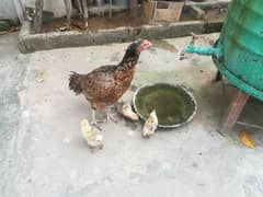 hen for sale