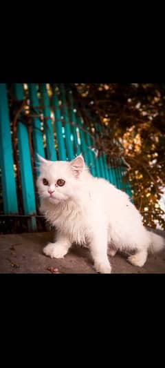 triple coat Persian cat for sale