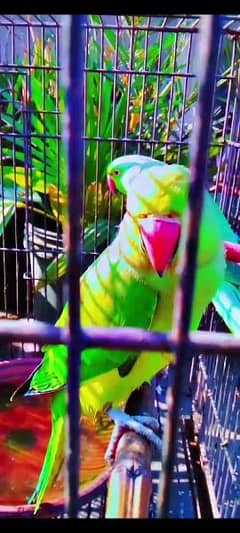 Pair of Green ring neck parrots