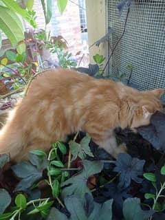 persian  brown cat