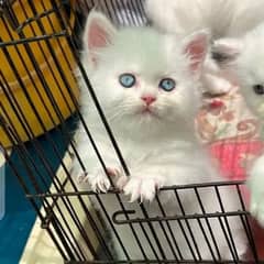 Persian Cat for sale (Whatsapp number 03267720525