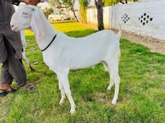 Qurbani Bakry Bakra bukry bakray goats gulabi Rajanpuri Rajan puri