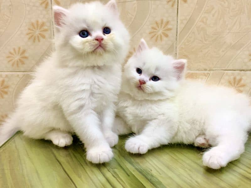 Persian cat/Persian kittens/kittens for sale 0