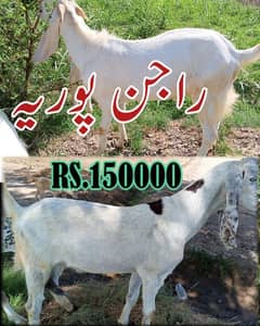 Rajanpuriya Goat for sale contact number 03065235301