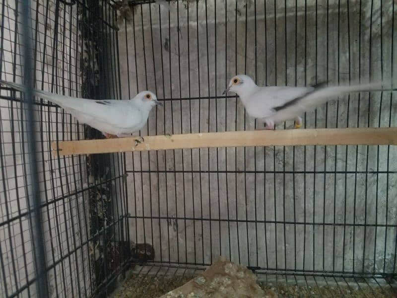 Diamond Pied Dove Breeder Pairs and Chicks 0