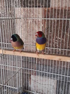 lady Goldain First Breed Pair Rawo Pahari Parrot Cage