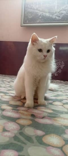 white persian cat female