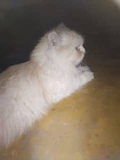 Pure Persian cat half brown colour and beauty white colour 1 kitten