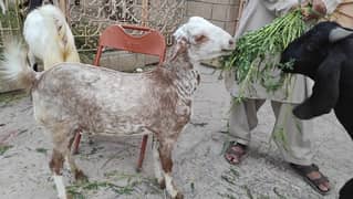 Qurbani 2 dant goats for sale
