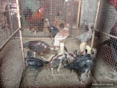 PURE ASEEL MIANWALI CHICKS FOR SALE