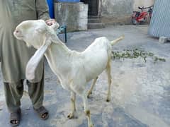 Goat rajanpuri