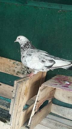 1 year old pigeon