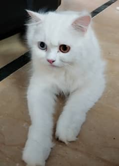 Persian Cat (Turkish Angora) Availabe for Sale