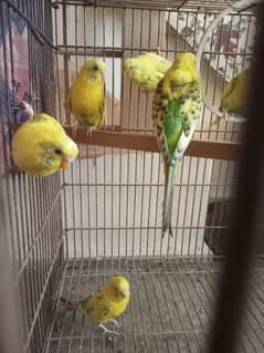 Budgie parrots available for sale