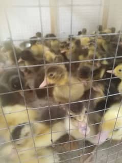duck chiks for sale at whole sale rate