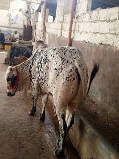 cow for sale 2 danth