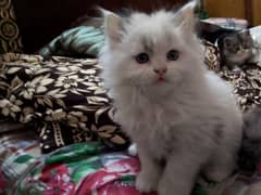 Adorable Persian kitten. . healthy trained persian cat