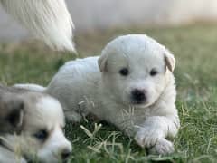 husky puppies , blue eyes ,