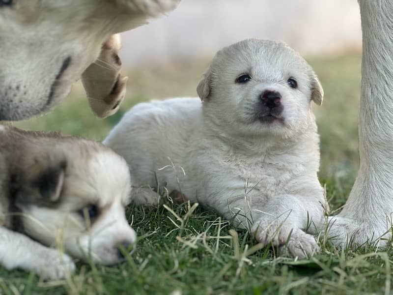 husky puppies , white and brown husky puppies 1