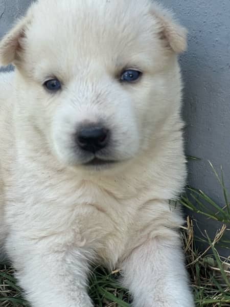 husky puppies , white and brown husky puppies 3