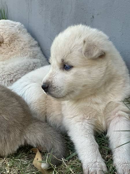 husky puppies , white and brown husky puppies 6