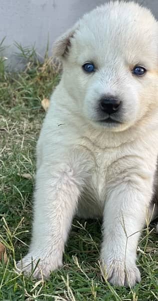 husky puppies , white and brown husky puppies 8