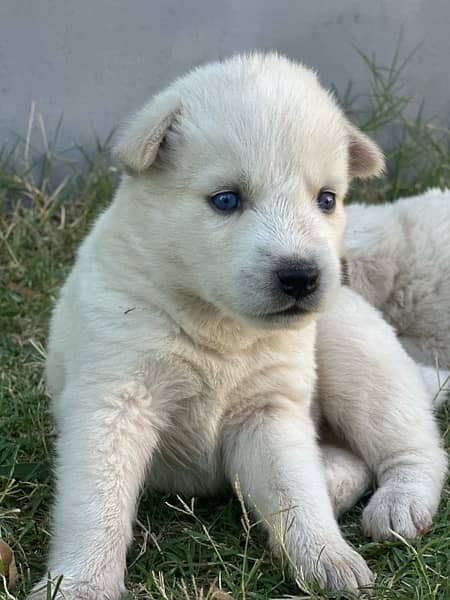 husky puppies , white and brown husky puppies 9