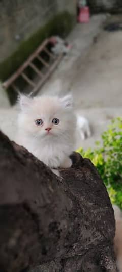 High Quality Persian Kitten's