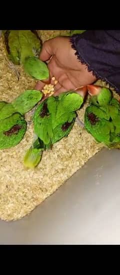 Eid offer rew chick available for hand tame d