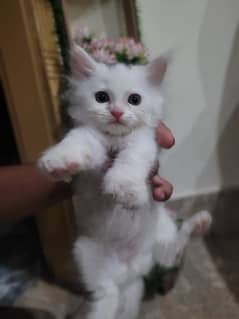 Male persian kitten