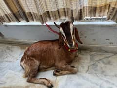 Goat / Bakra / Qurbani 2k24