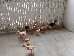 Aseel shidhi chicks