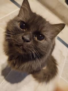 Pure Persian Cat Fully vacinated