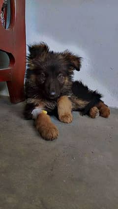 German shepherd puppy 3month
