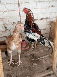 pure Mianwali Aseel Pair egg laying