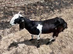 Goat for sale qurbani dm 45000
