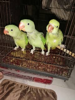 parrots chicks