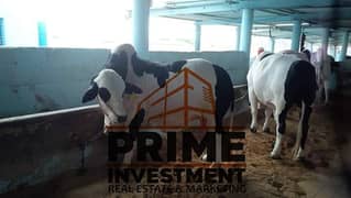 cattle farm& dairy