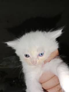Persian kitten 1 month age