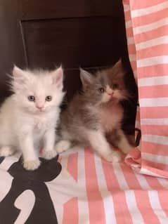 Pure persian male kitten available