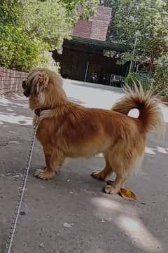 poodle/shitzu dog/ poodle female/imported dog/ dog for sale