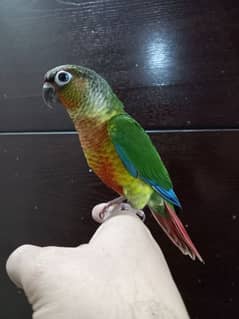 tammed conure chick/extream high red conure parrots